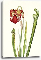 Постер Уолкотт Мари Кувшинное растение Драммонда. Sarracenia drummondii