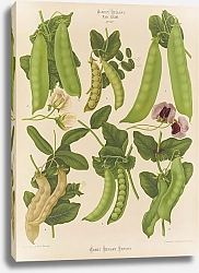Постер Бенари Эрнст Сахар или горошек в съедобных стручках