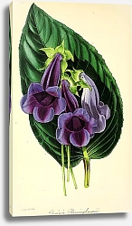 Постер Gloxinia Passinghamii