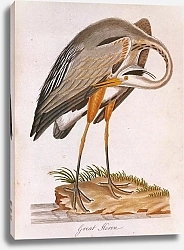 Постер Great blue Heron