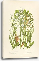 Постер Green Habenaria, Small White h., Lesser Butterfly Orchis, Great Butterfly Orchis, Green Man o., Gree