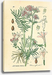 Постер Valerianaceae, Valeriana officinalis