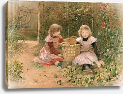 Постер Каффиери Гектор The Strawberry Patch