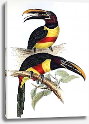 Постер Chestnut-eared Aracari