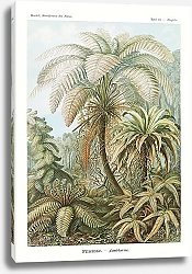 Постер Filicinae–Laubfarne