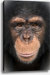 Постер Шимпанзе