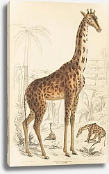 Постер Макгилливрей Уильям The Giraffe