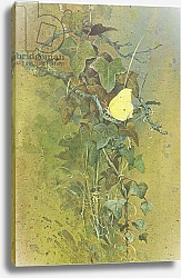 Постер Бенингфилд Гордон (1936-98) Brimstone on Ivy, from Beningfield's Butterflies pub.by Chatto & Windus, 1978