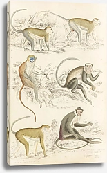 Постер Макгилливрей Уильям Guenons