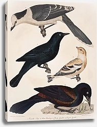 Постер Птицы Америки Уилсона 21