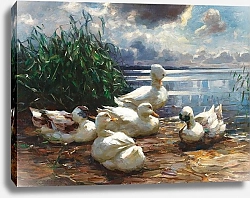 Постер Кестер Александр Утки на озере Кимзее во время надвигающегося шторма