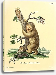 Постер Трёхпалый ленивец