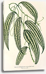 Постер Лемер Шарль Smilax longifolia, fol. variegata