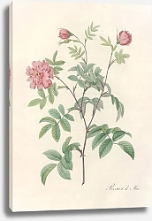 Постер Редюти Пьер Rosa Cinnamomea Maialis