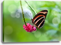 Постер Оранжевая полосатая бабочка на розовом цветке