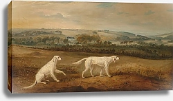 Постер Фернли Джон Блуш и Джуно, английские сеттеры в обширном ландшафте