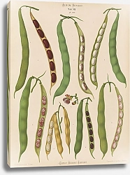 Постер Бенари Эрнст Фасоль – Карликовая французская, почковая или хрустящая