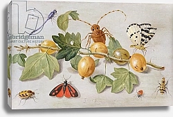 Постер Кессель Ян Still life of branch of gooseberries, with a butterfly, moth, damsel fly and other insects