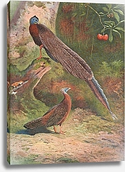 Постер Торнбурн Арчибальд (Бриджман) Malay Argus Pheasant