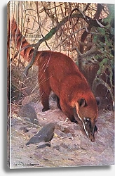 Постер Кунер Вильгельм Red Coati, from Wildlife of the World published by Frederick Warne & Co, c.1900