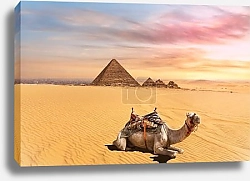 Постер Очарование верблюда у пирамид Менкауре, Гиза, Каир, Египет