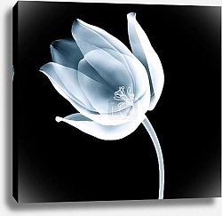Постер Рентгеновское изображение тюльпана на черном