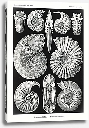Постер Ammonitida–Ammonshörner