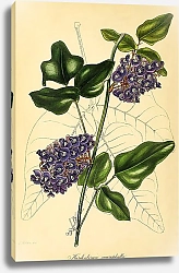 Постер Hardenbergia Macrophylla