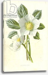 Постер Хулм Фредерик (бот) Christmas Rose