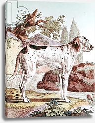 Постер Школа: Французская A Pointer, illustration from 'Histoire Naturelle', 1749-1804