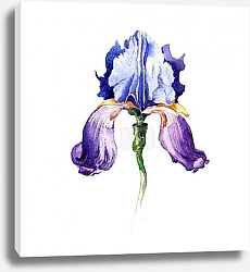 Постер Ирис синий. Акварель