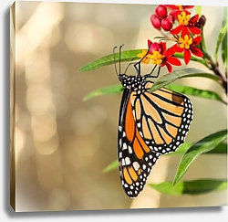 Постер Бабочка монарх на цветке молочая в осеннем саду