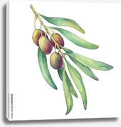 Постер Оливковая ветвь с незрелыми плодами