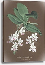 Постер Неизвестен Коллекция орхидей, пл.86