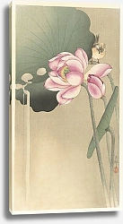 Постер Косон Охара Songbird and Lotus