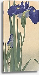Постер Косон Охара Blue Irises