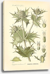 Постер Flora von Deutschland №8