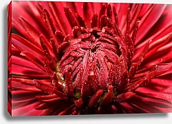 Постер Красивый красный цветок с каплями росы, макро
