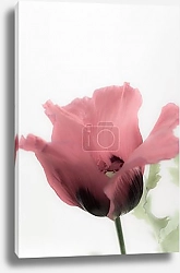 Постер Танец нежности