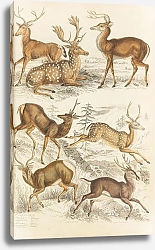 Постер Макгилливрей Уильям Deer