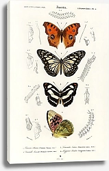 Постер Коллекция бабочек 2