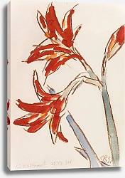 Постер Рольфс Кристиан Красный амариллис