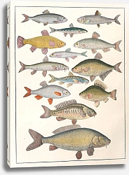 Постер Райхенбах Антон Бенедикт Natural History Pl.15