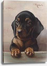 Постер Райхерт Карл Молодая такса