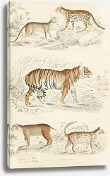 Постер Макгилливрей Уильям Cats