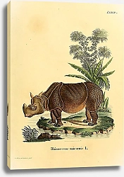 Постер Индийский носорог