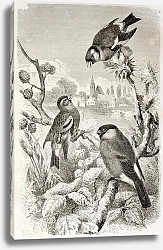 Постер Goldfinch, Siskin and Bullfinch old illustration. Created by Kretschmer and Jahrmargt, published on 