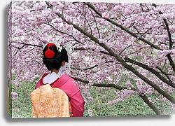 Постер Гейша и цветущее дерево сакуры