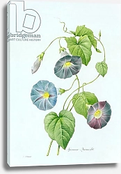 Постер Редюти Пьер Morning Glory