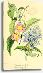 Постер Dipladenia urophylla, Lobelia densiflora